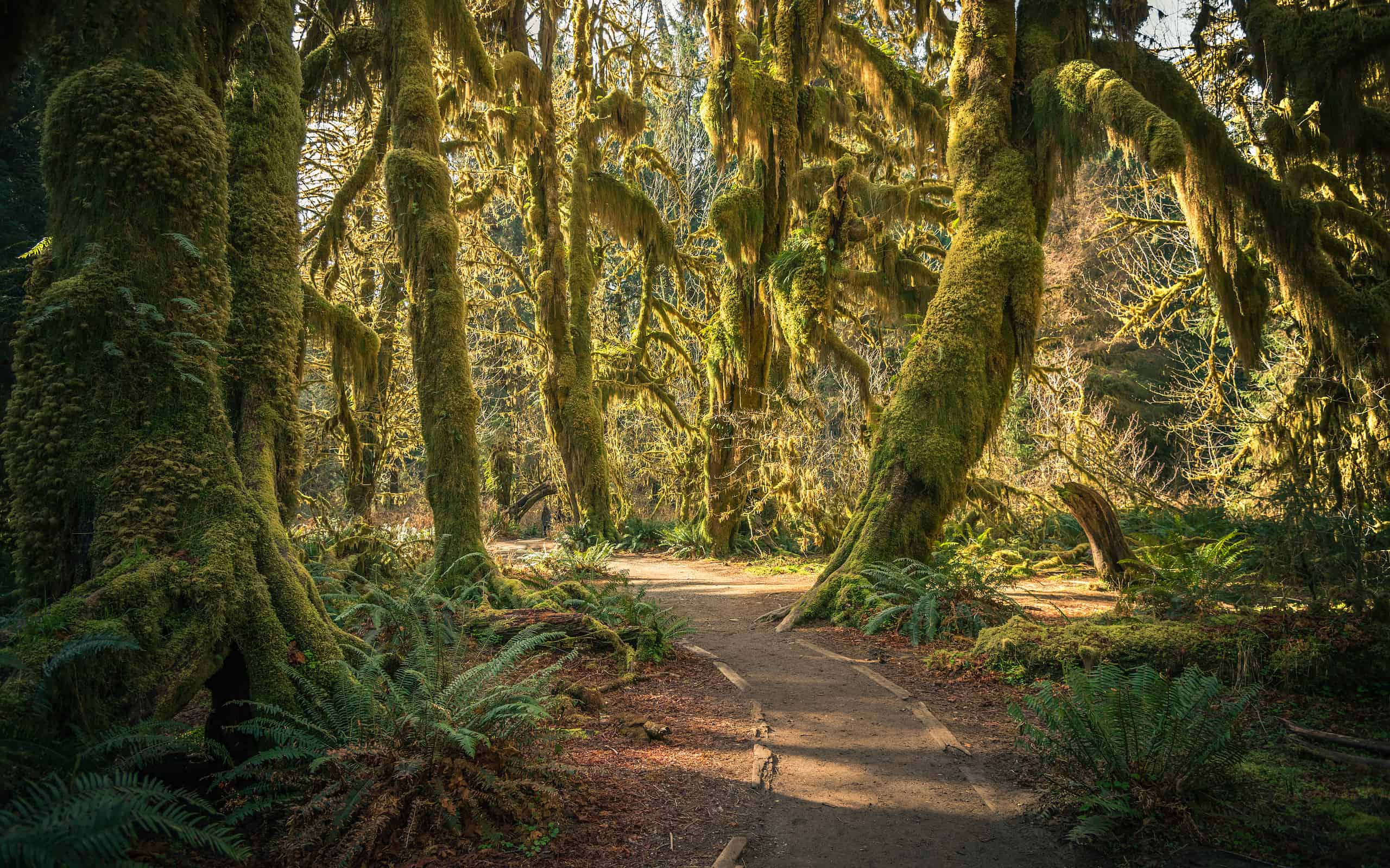 Sunshine in the mossy Hoh Rainforest, Washington