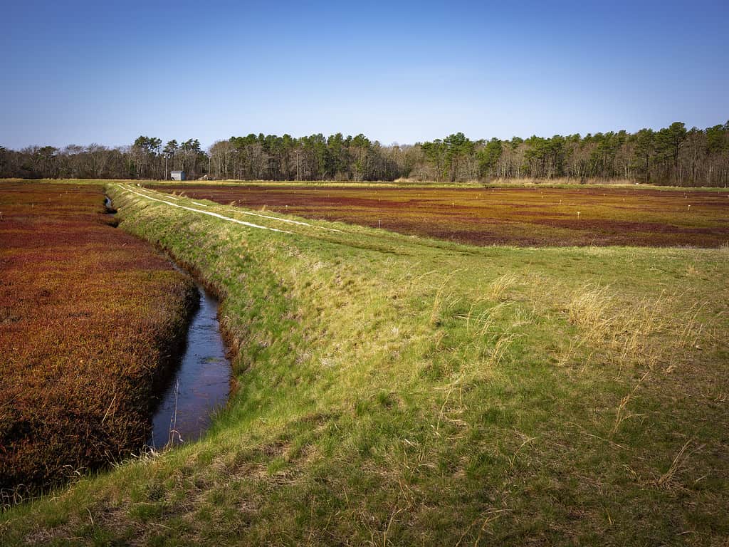 Cape Cod cranberry bog with green riverbank and water irrigation channel 