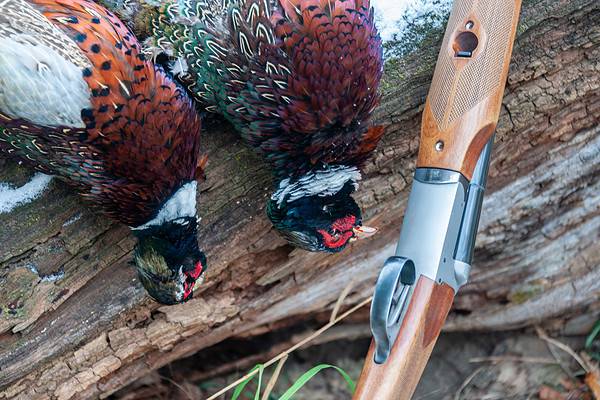 The 20 States With The Absolute Best Pheasant Hunting In 2024 A Z Animals   GettyImages 1315106831 600x400 