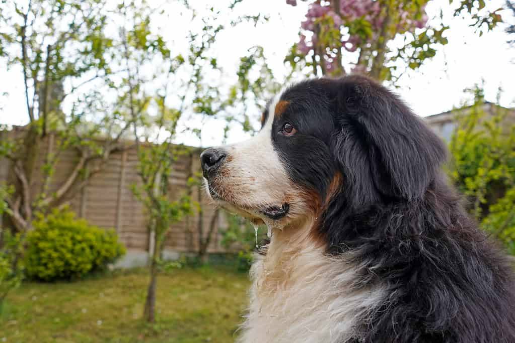 Large Bernese Mountain Dog sitting in the garden