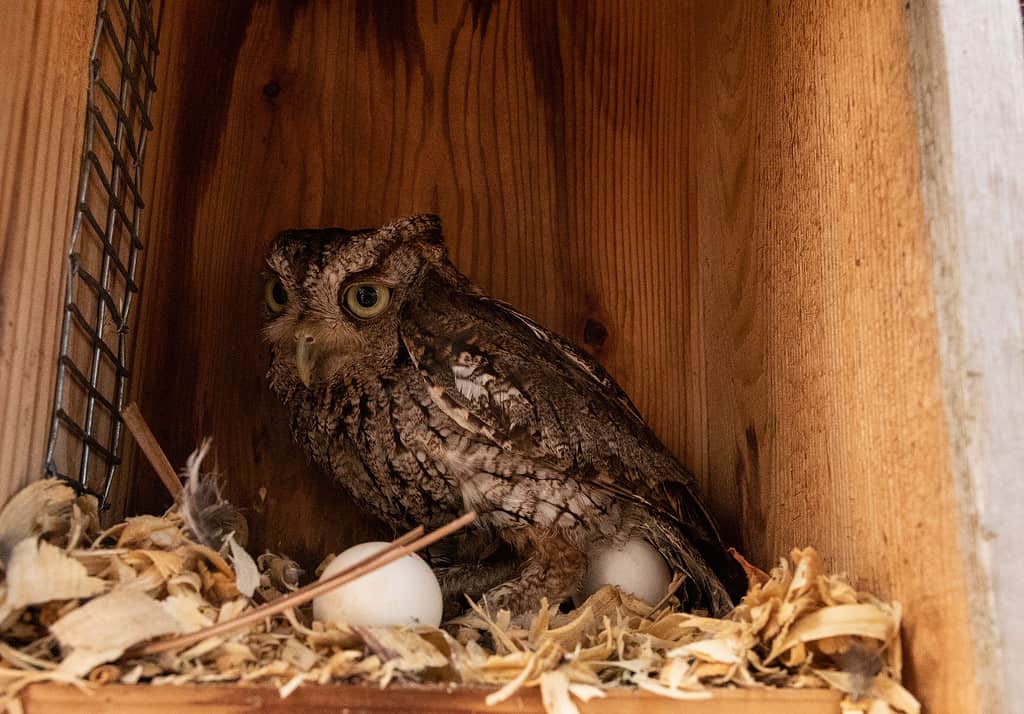 Nesting female eastern screech owl Megascops asio with eggs