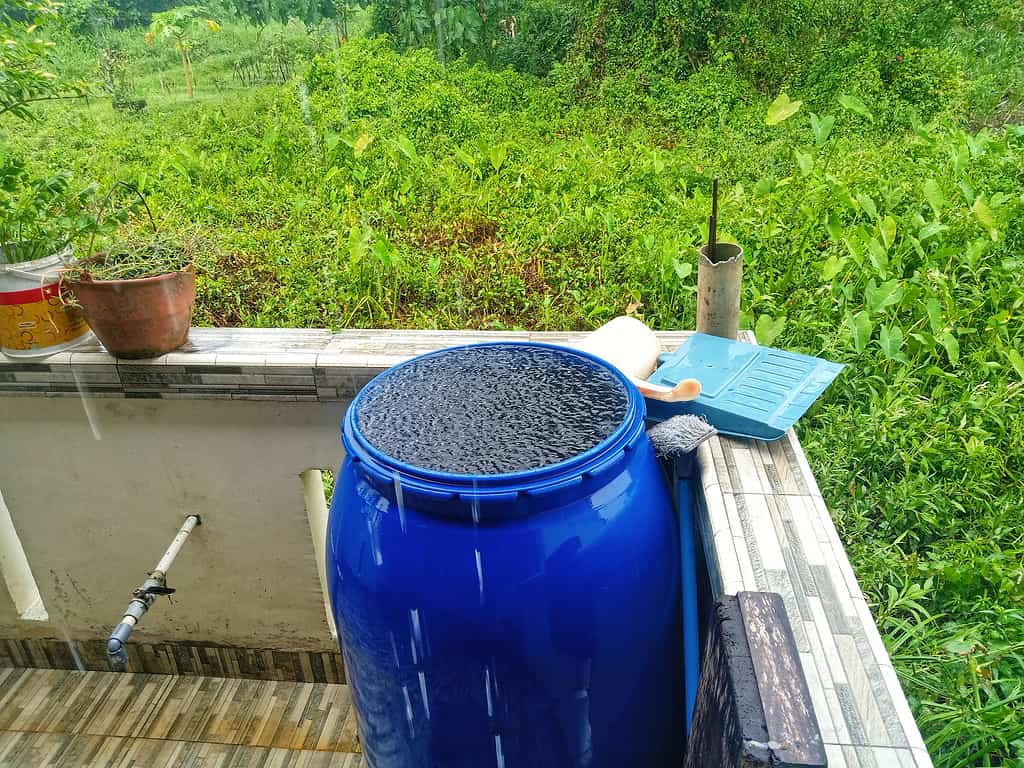 Rainwater filled the blue plastic drum