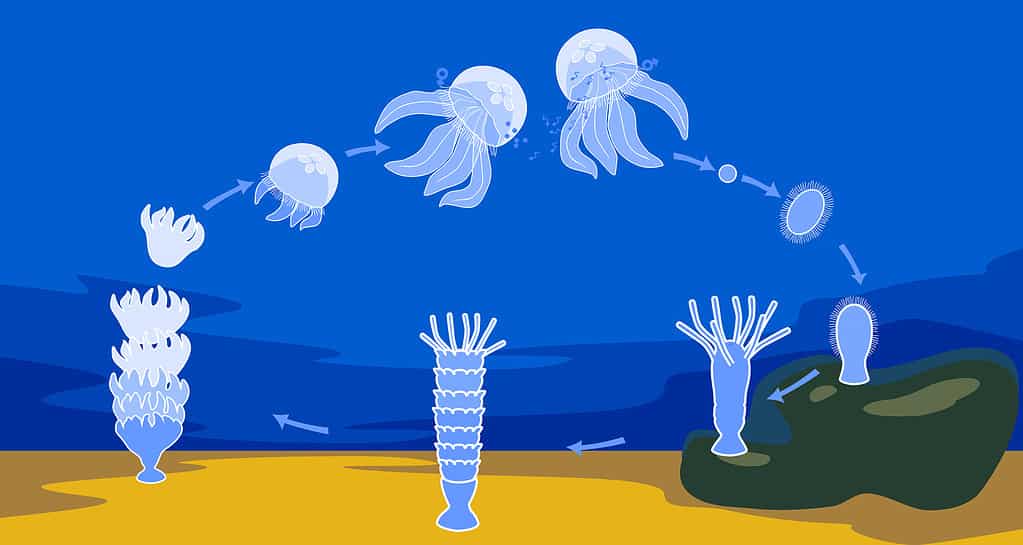 Life cycle of jellyfish. Sequence of stages of development of jellyfish from egg to adult animal in natural habitat