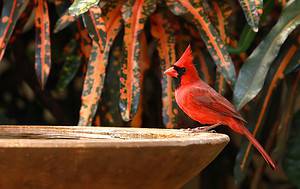 12 Ways to Attract Cardinals to Your Yard Picture