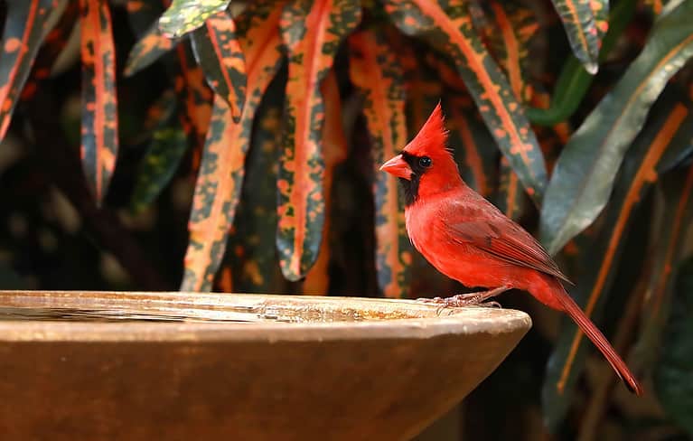 Red Cardinal Bird
