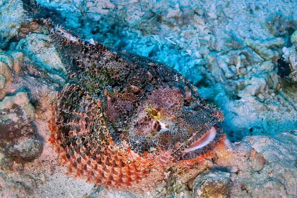 Stonefish, Coral Reef, Red Sea, Egypt, Africa