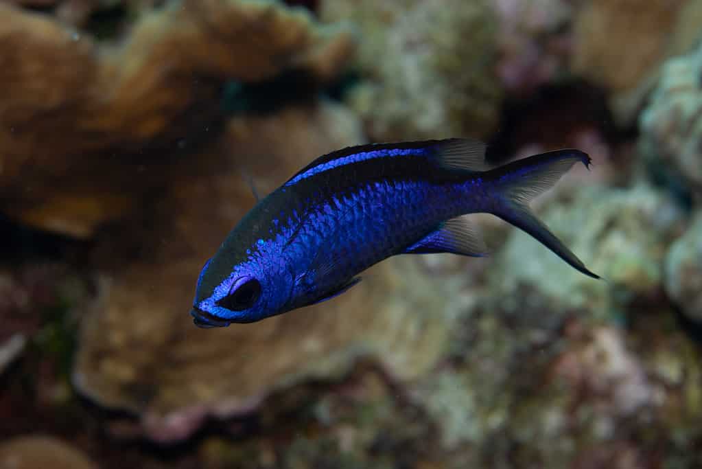 Blue Chromis on Caribbean Coral Reef