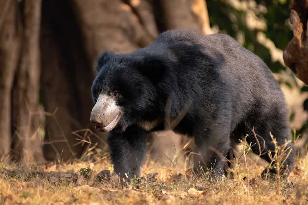 An adult Sloth bear walking about in the wild