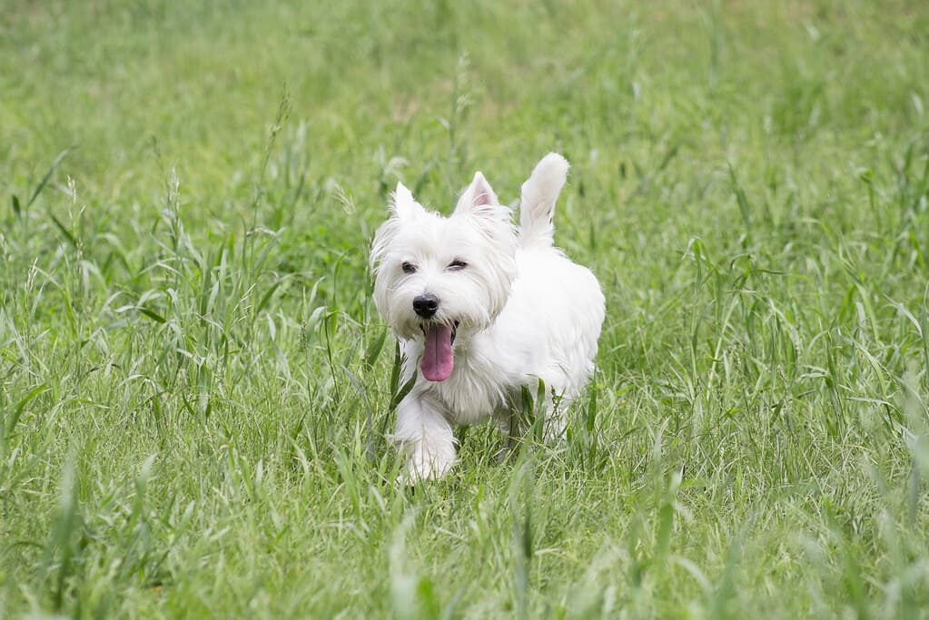 Cute white scottish terrier puppy is walking on a green grass and looking at the camera. Pet animals.