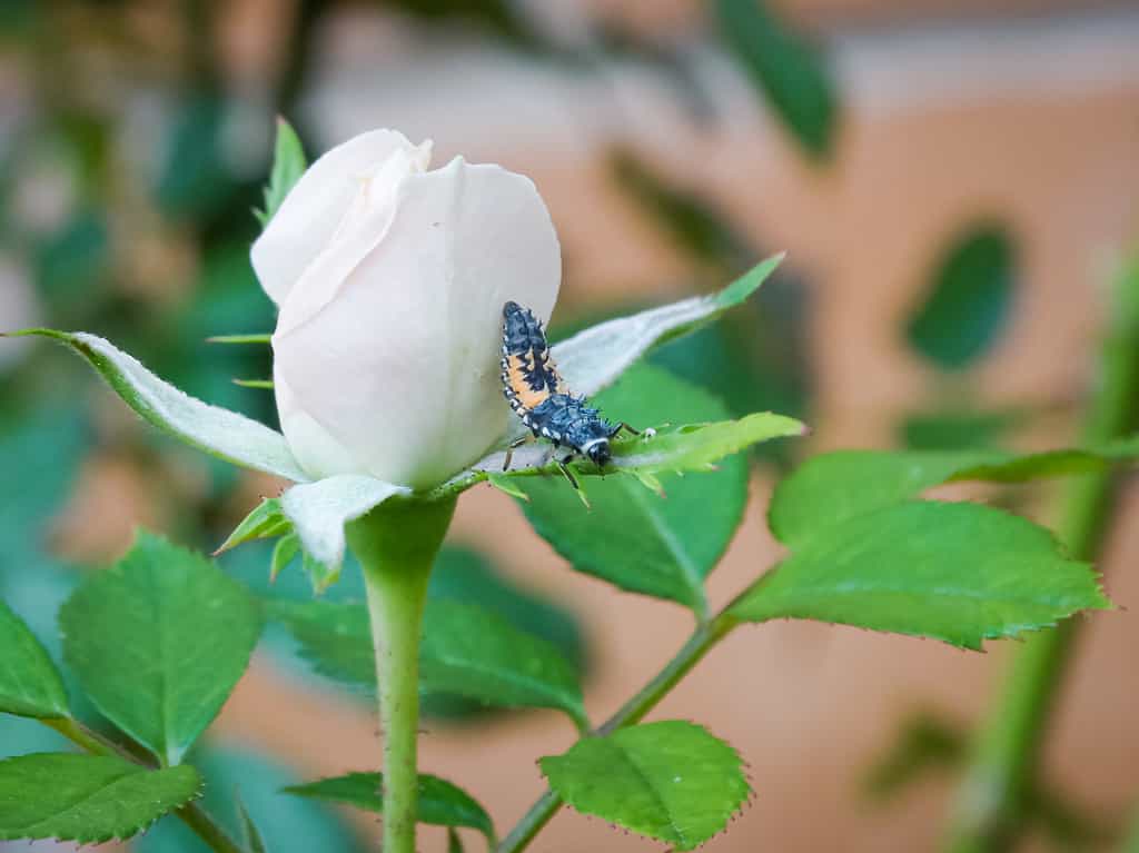Ladybug larvae on a rose plant searching for apids