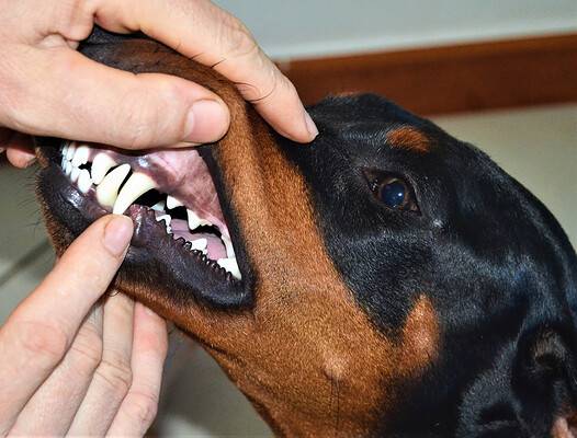 Doberman Pinscher Progression: Growth Chart, Milestones, And Training ...