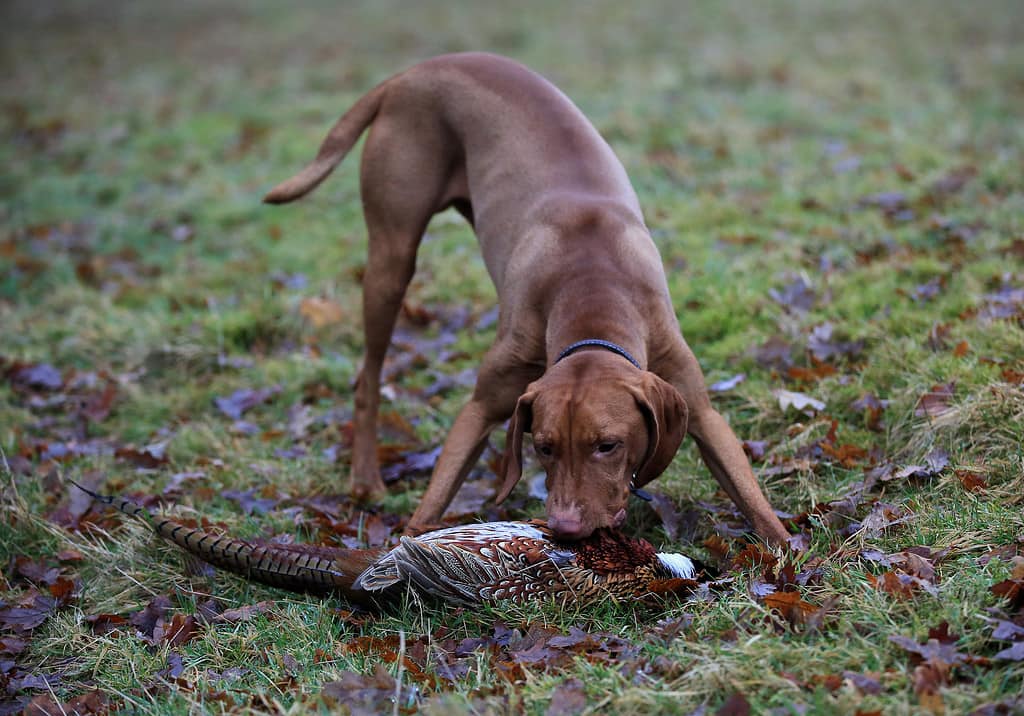 A young Vizsla Gun-dog retrieving a recently shot pheasant