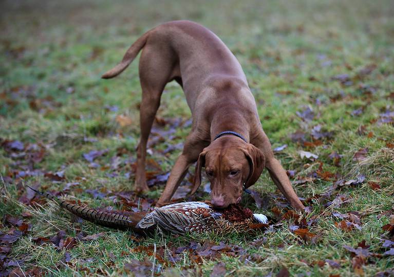 A young Vizsla Gun-dog retrieving a recently shot pheasant
