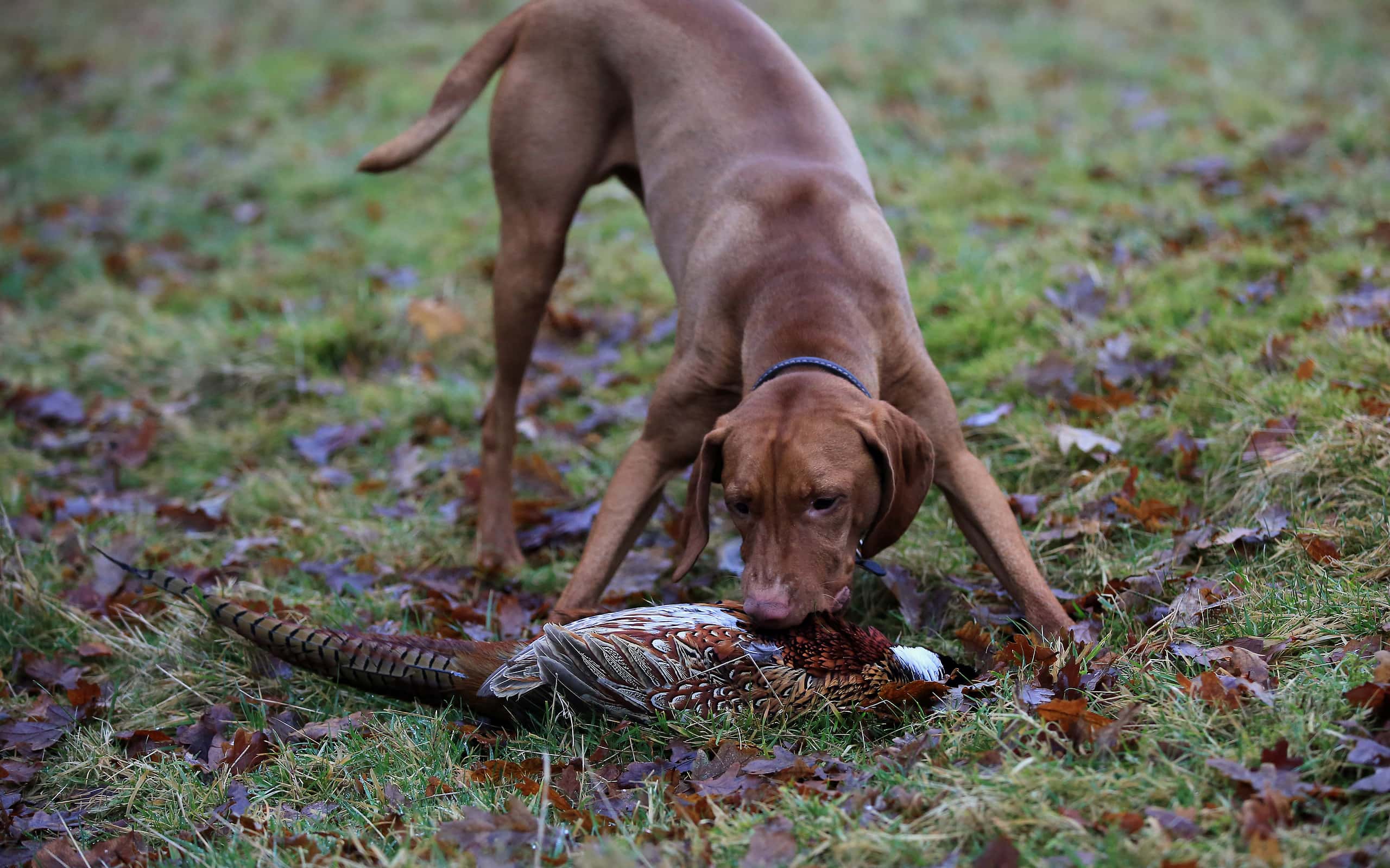 A young Vizsla Gun-dog retrieving a recently shot pheasant