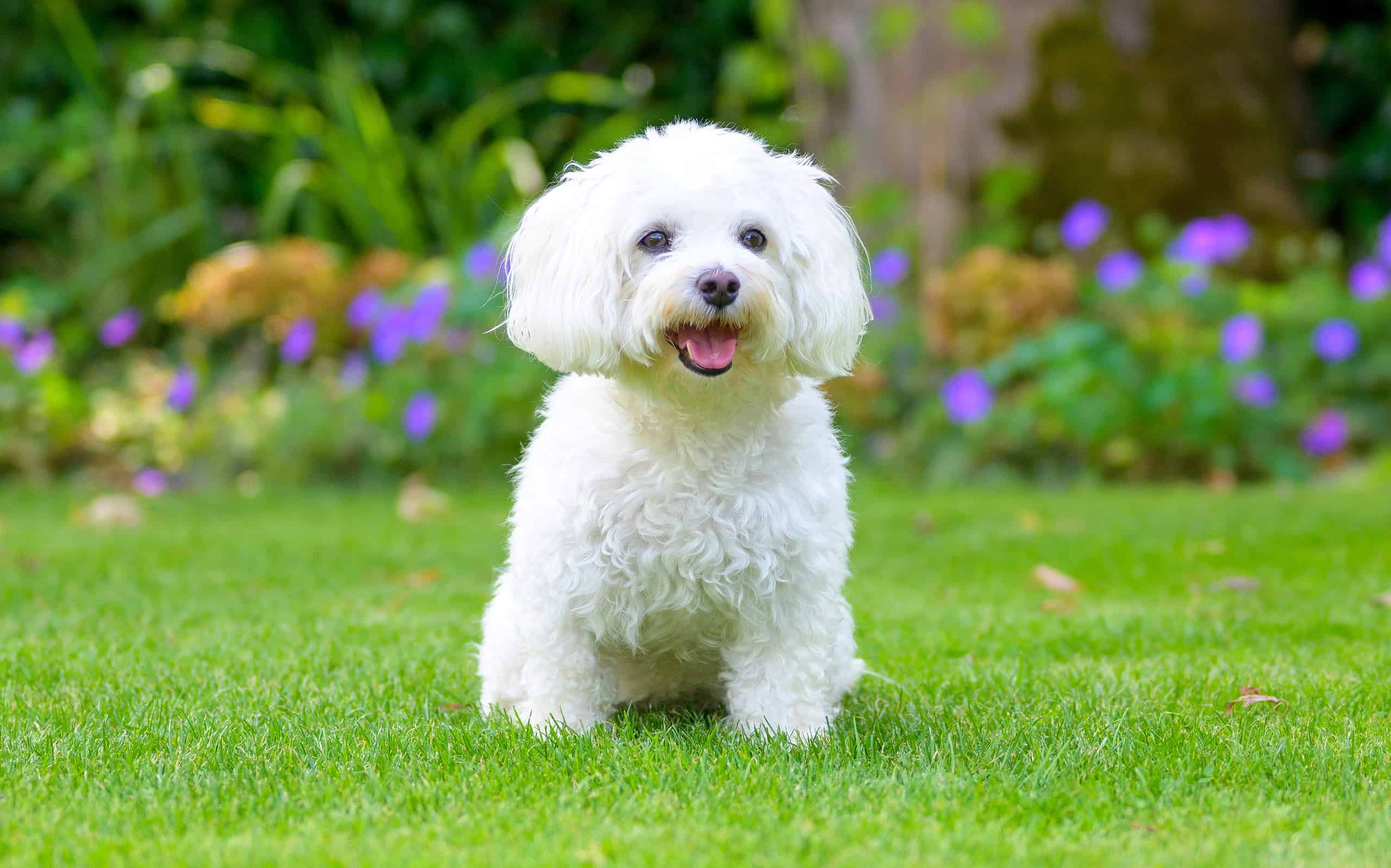 Cute little fluffy white Havanese dog in a lush green garden