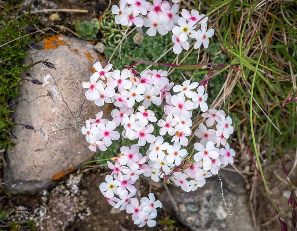 Spreading phlox (Phlox diffusa) small flowers near a rock in nature.