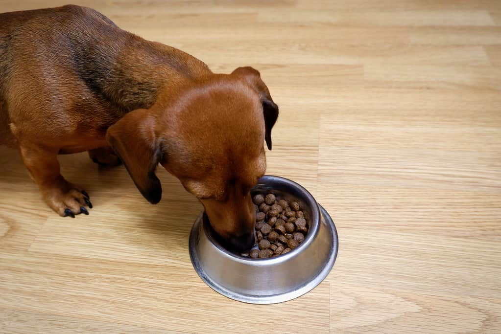 Brown dachshund eating