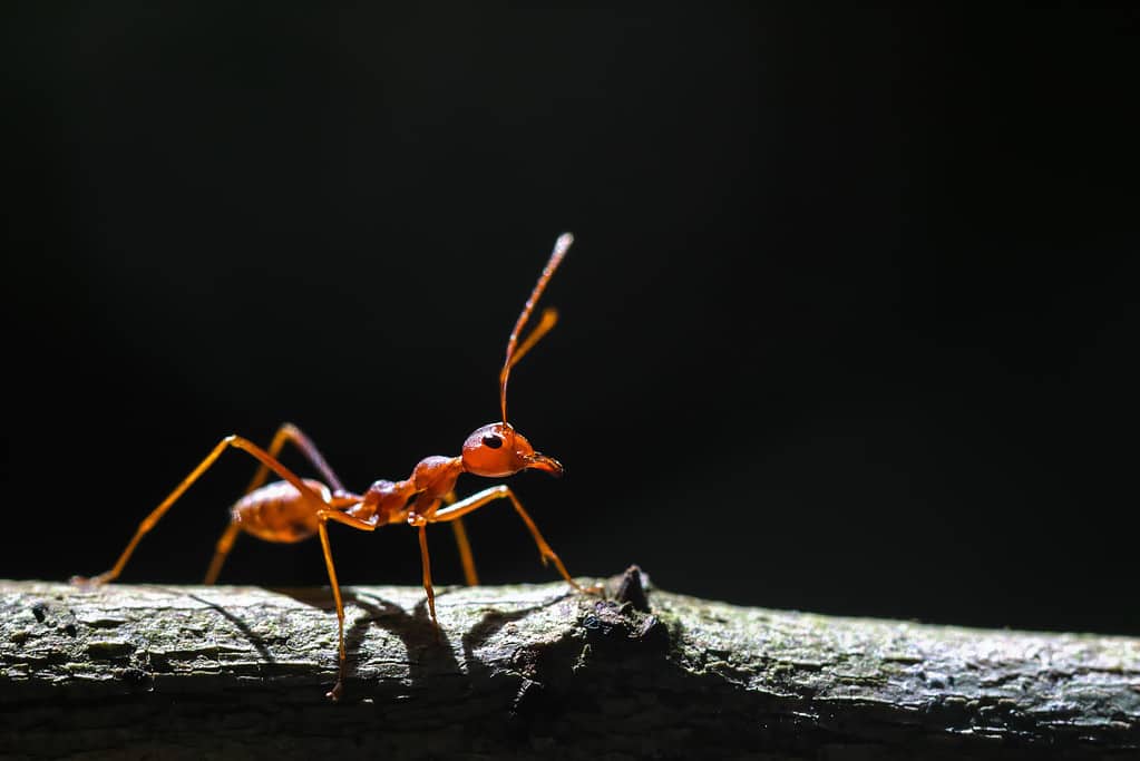 fire ants form rafts to protec themselves from flooding