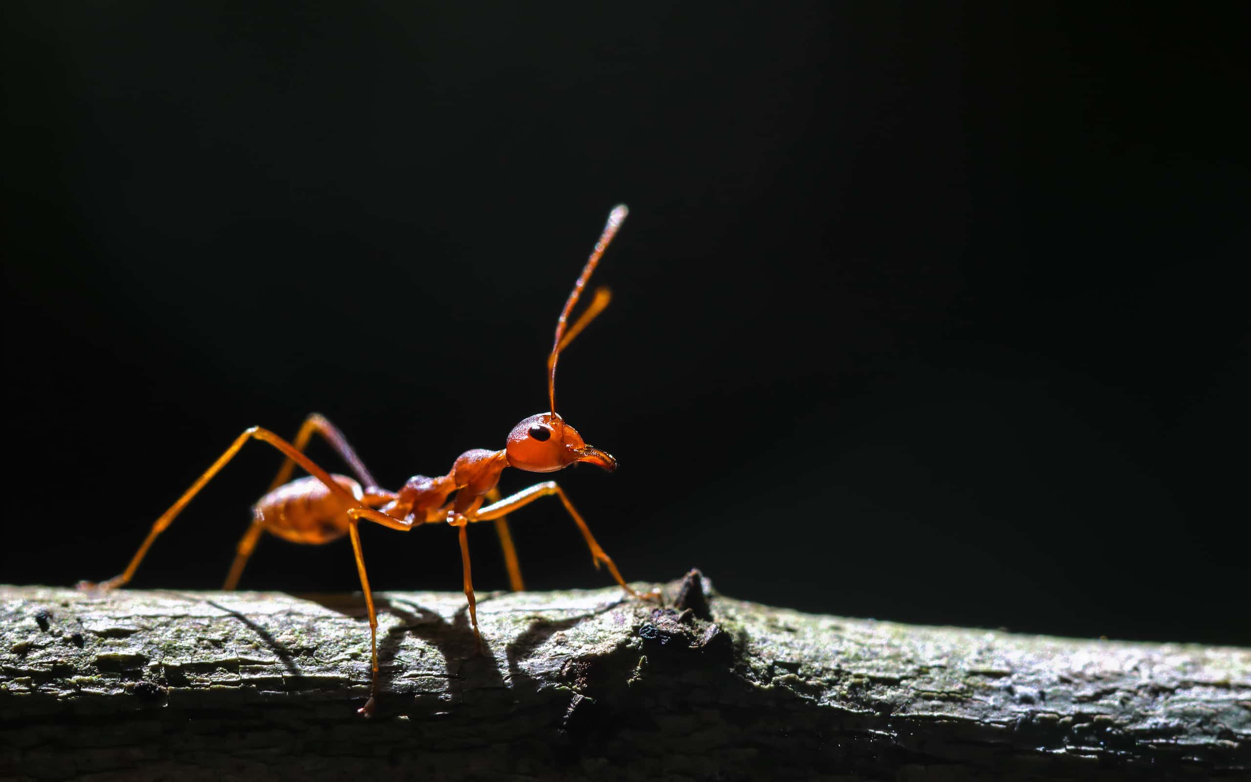 fire ants form rafts to protec themselves from flooding