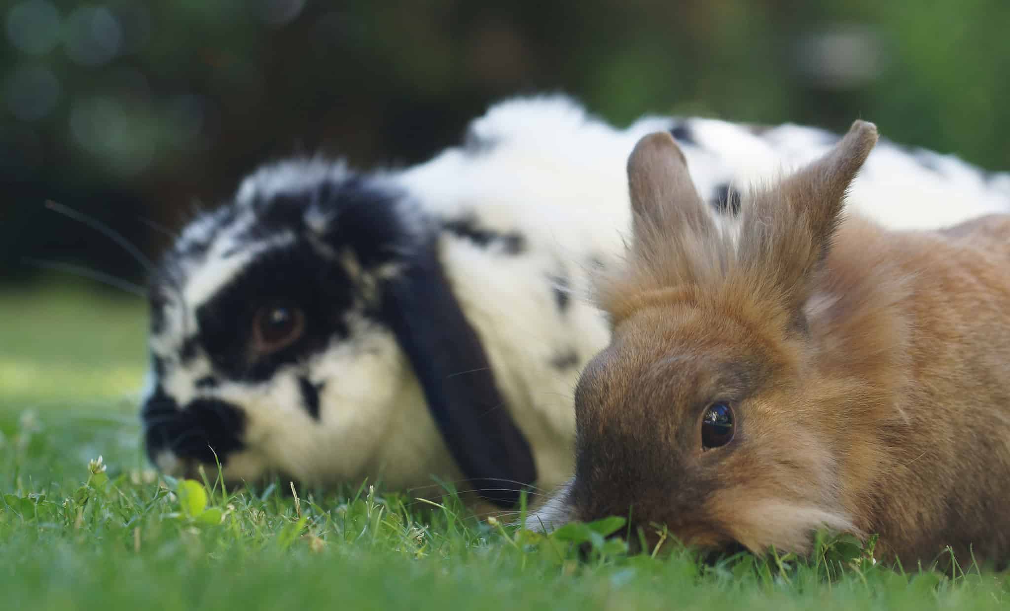 Lionhead Rabbit Lifespan How Long Do Lionhead Rabbits Live? AZ Animals