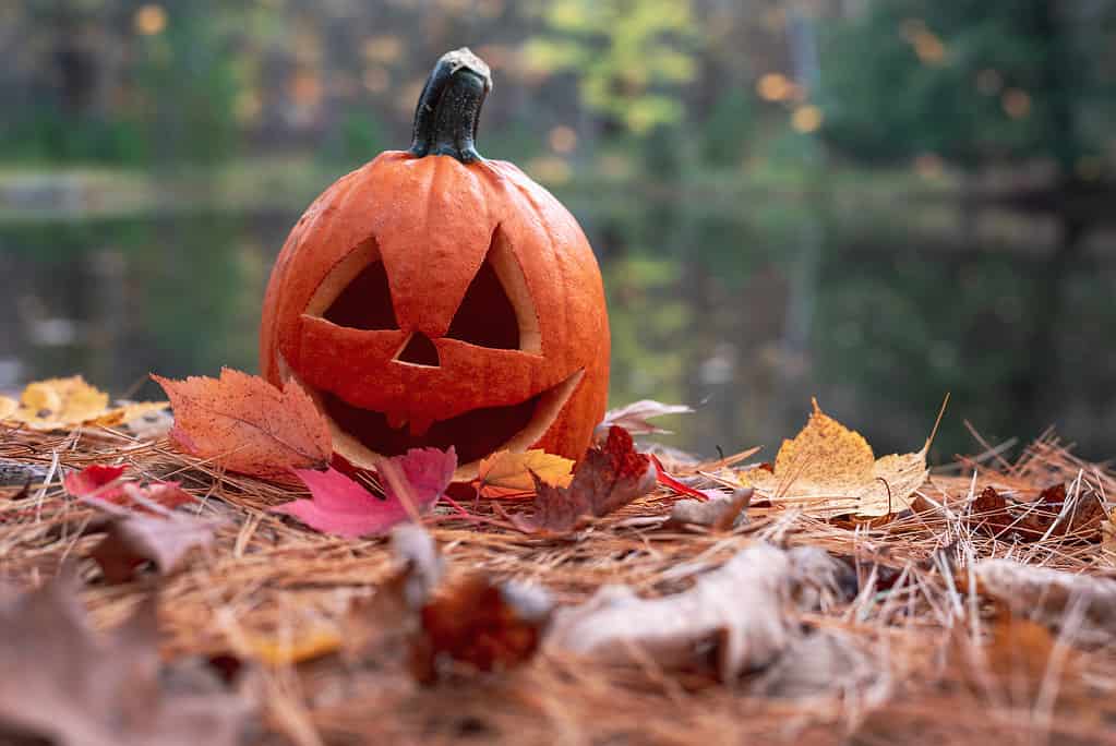 Smiling carved jack o lantern pumpkin with autumn leaves