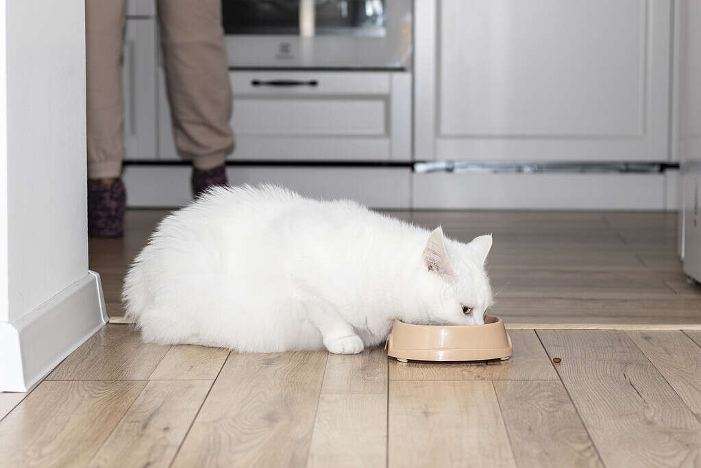 White cat eats food.