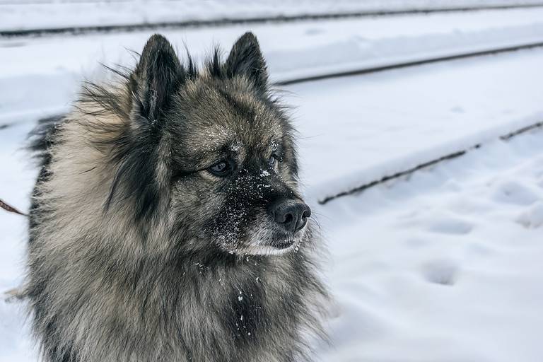 Fluffy Keeshond dog walking in the snow in winter