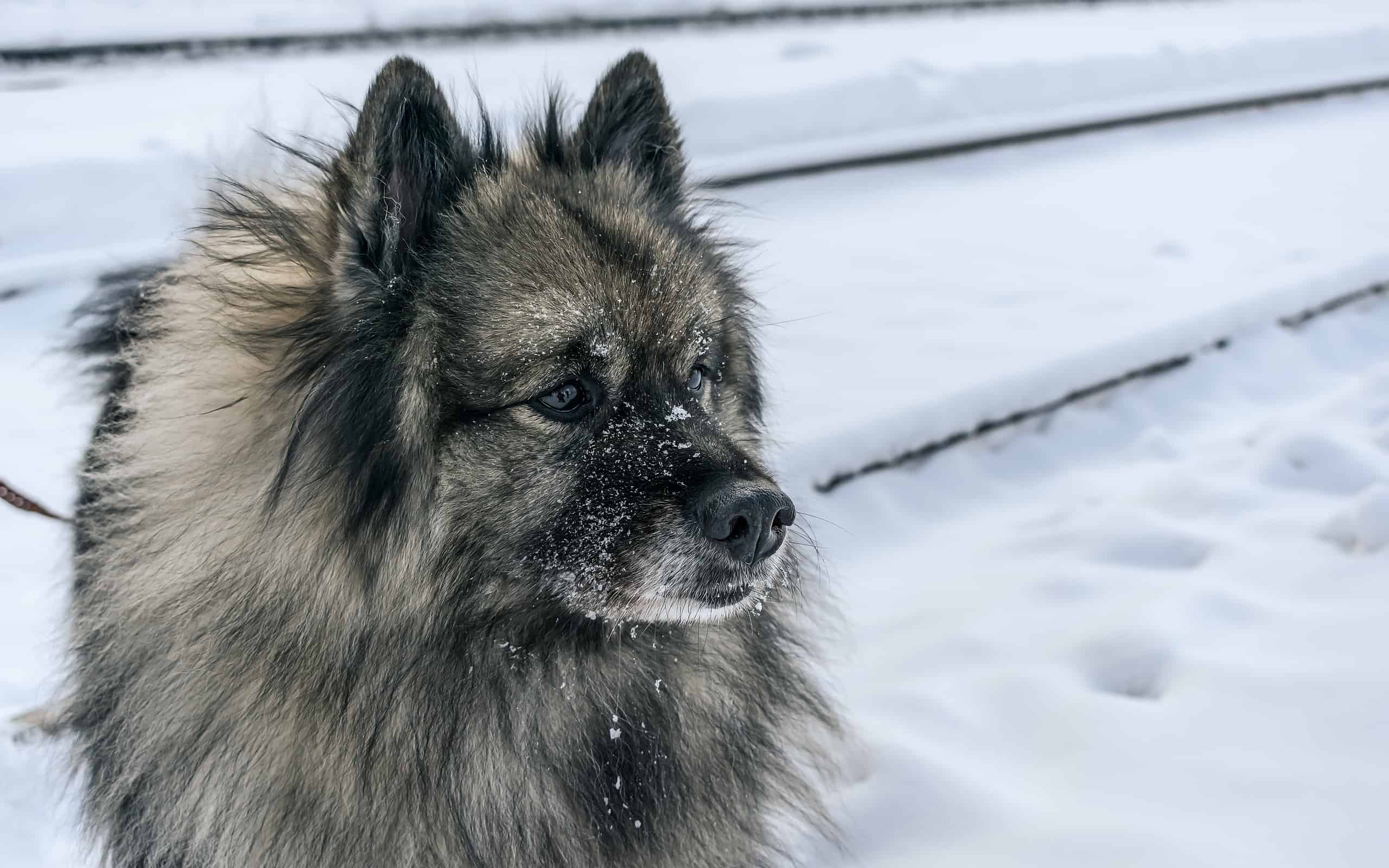 Fluffy Keeshond dog walking in the snow in winter