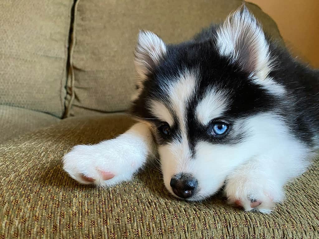 Close-Up of Pomsky Puppy Laying on Couch