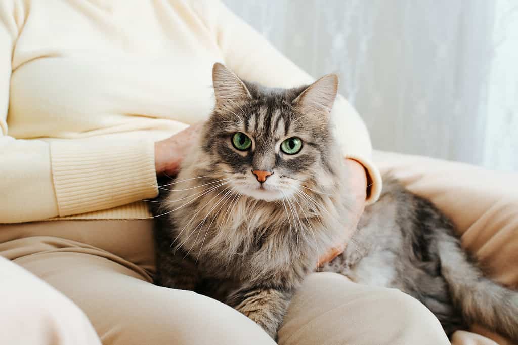 Close-up of gray furry cat sitting on woman's lap and looking at camera with its green eyes. Hands of older woman stroking, caressing fluffy pet resting on legs of owner, indoors