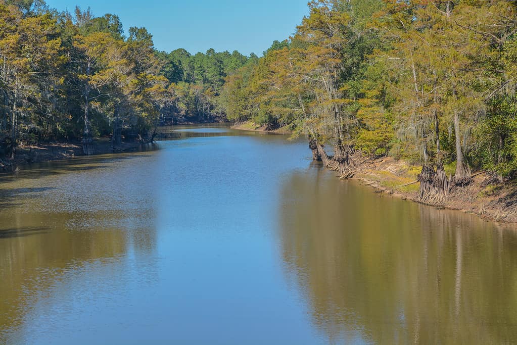 A scenic river flowing in Webster Parish in Louisiana