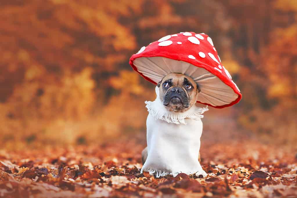 5 cute halloween costumes for dogs