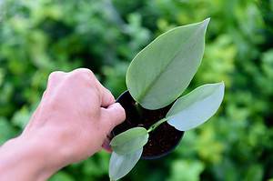 Caring for Your Silver Sword Philodendron: 13 Tips for a Healthy Plant Picture