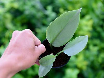A Caring for Your Silver Sword Philodendron: 13 Tips for a Healthy Plant