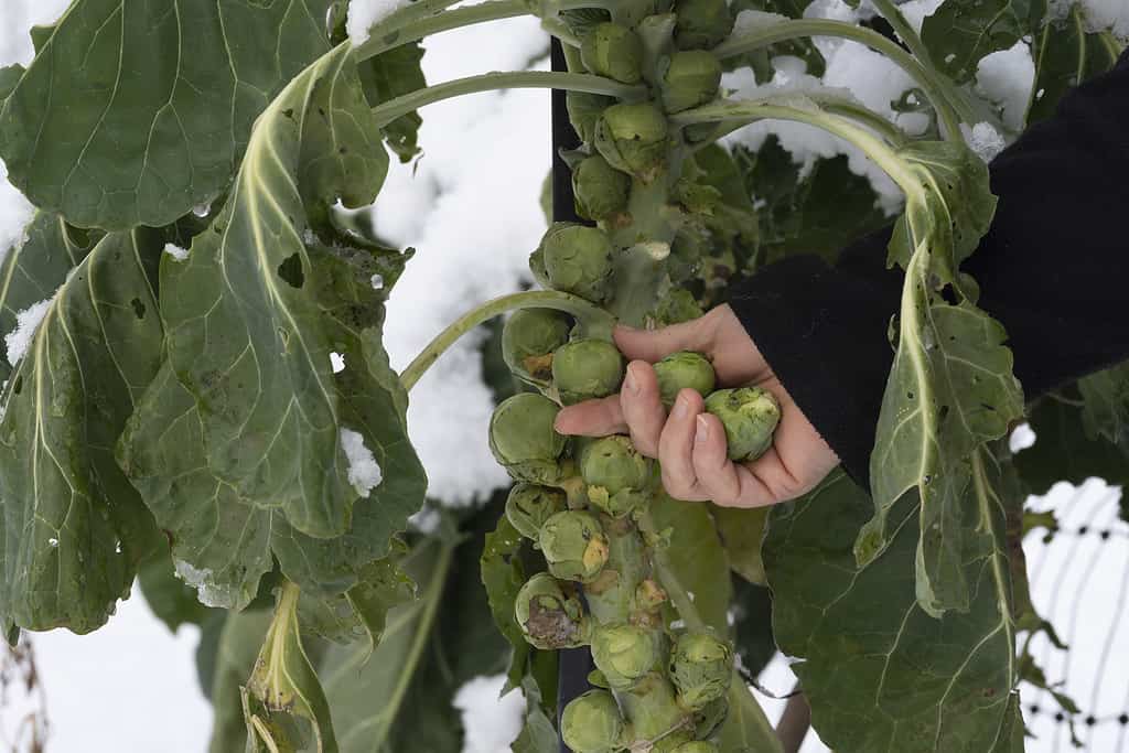 A hand picks Brussels sprouts, the leaves as dusted with snow