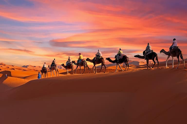 Male Vs Female Camels 5 Key Differences A Z Animals