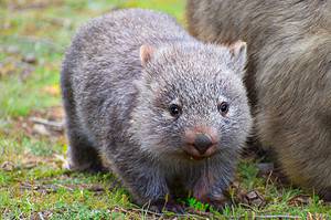Sneaky Wombat Rummages Through Camper’s Tent Picture