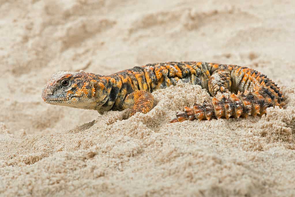 Uromastyx Geyri lizard in sandy desert scene