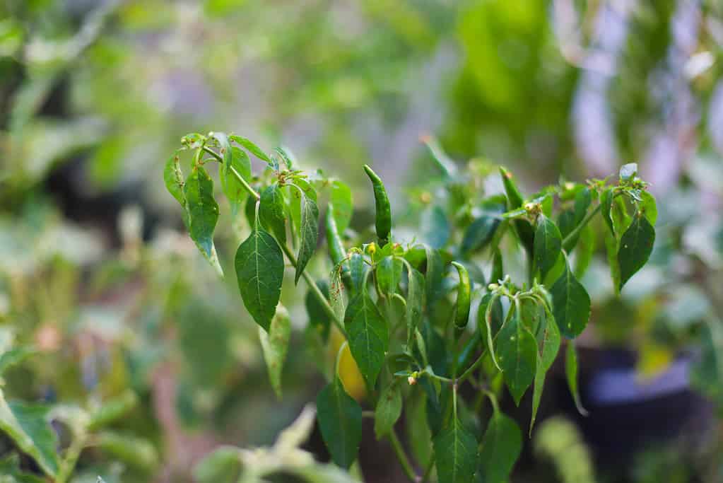 Plant diseases or unhealthy plants