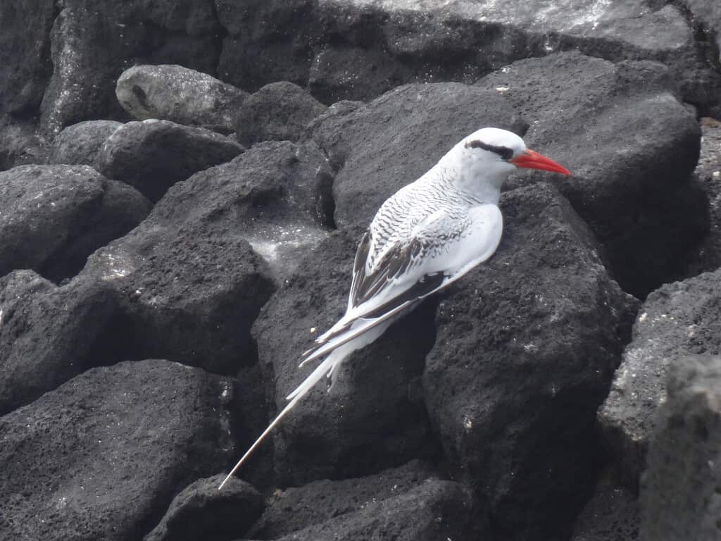 Red-Billed Tropicbird in the Galapagos Islands