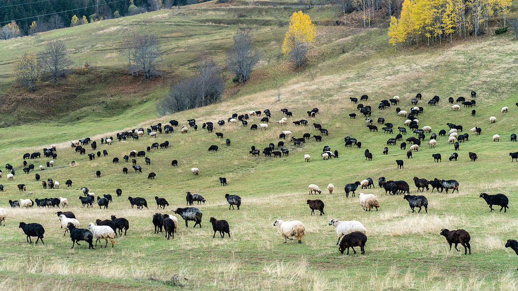 Flock of sheep on the beautiful mountain meadow in Turkey