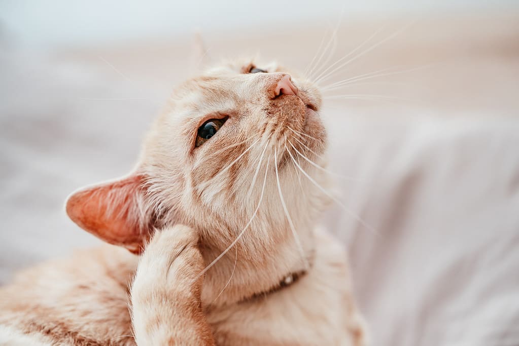 Beige or cream coloured older cat resting on bed, scratching his ear