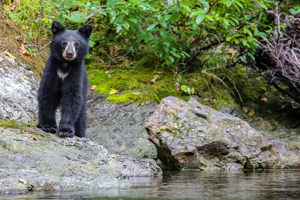 Wild black bear cub on the Rouge River, Oregon, USA