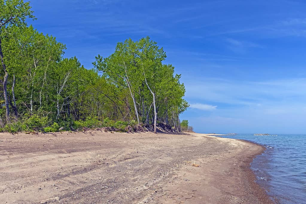 Forested Sandy Beach on the Great Lakes