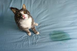 Feline Lower Urinary Tract Disease (FLUTD): Causes, Symptoms, and Treatment Picture