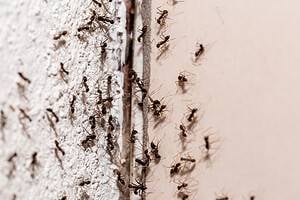 11 Insects That May Try To Make It Into Your Home This Winter