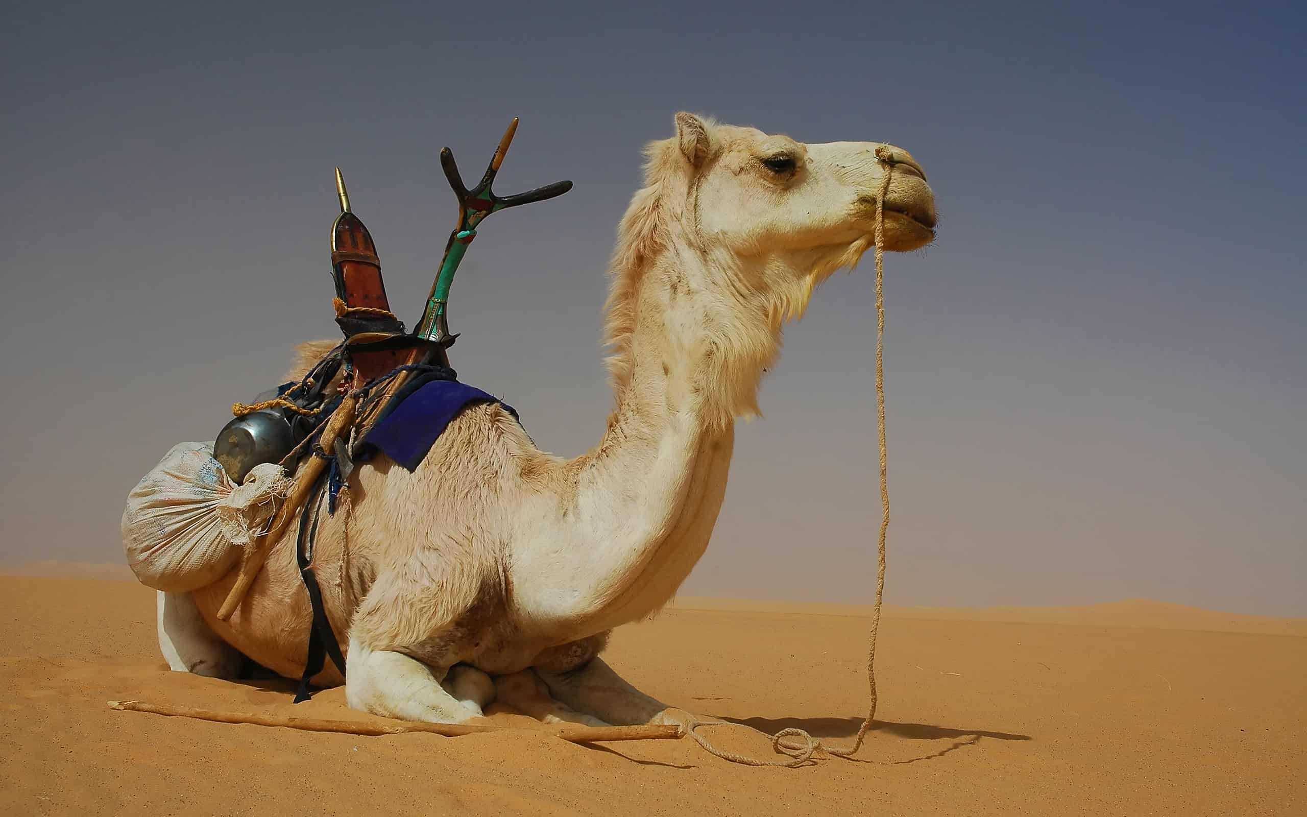 Tuareg camel in the Sahara desert