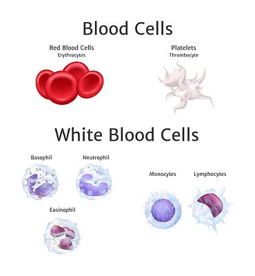 Discover The Rarest Blood Type in Dogs and What Percent Have It - A-Z ...