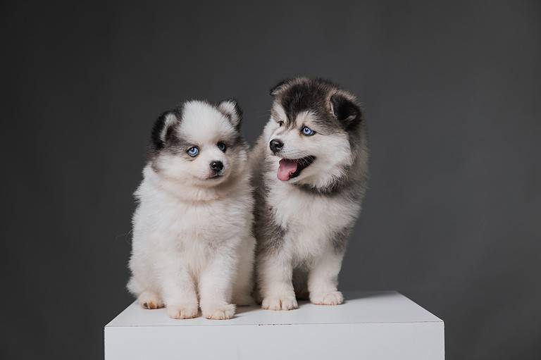 Família de Cachorro - Pomsky