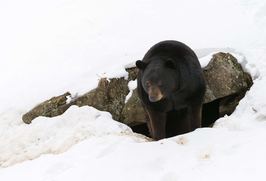 Black Bear Awakens After a Long Winter